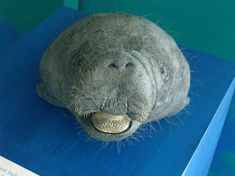 File:Sculpture of Manatee.JPG