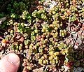 Sedum divergens