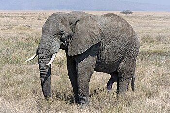 African elephant