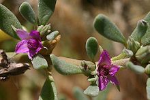 Close up of green-gray succulent leaves on slightly orange stem and small violet flowers with five petals