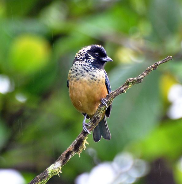 File:Spangle-cheeked Tanager (7047625367).jpg