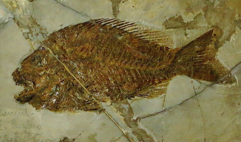 File:Sparnodus vulgaris 4533.JPG