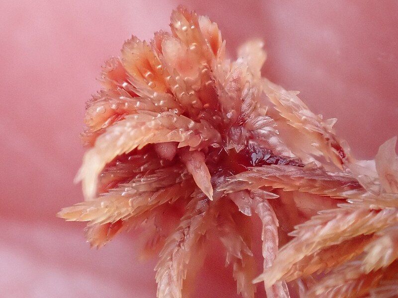 File:Sphagnum rubellum 295570305.jpg