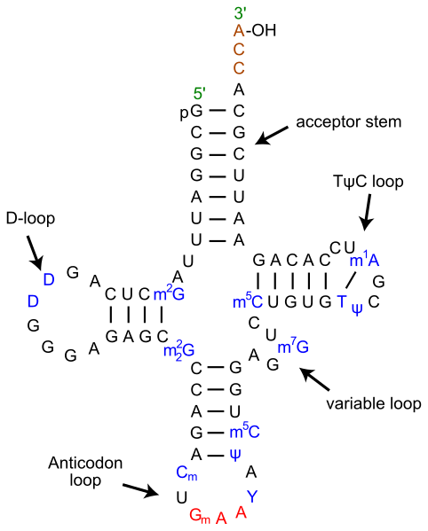 File:TRNA-Phe yeast en.svg