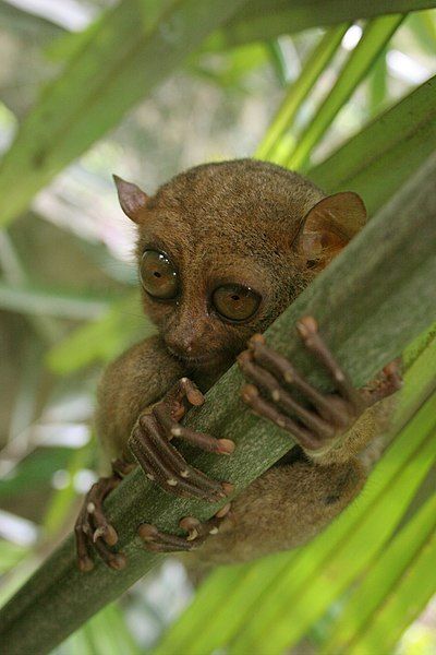 File:Tarsier-GG.jpg