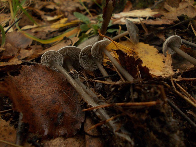 File:Tephrocybe rancida 369085.jpg