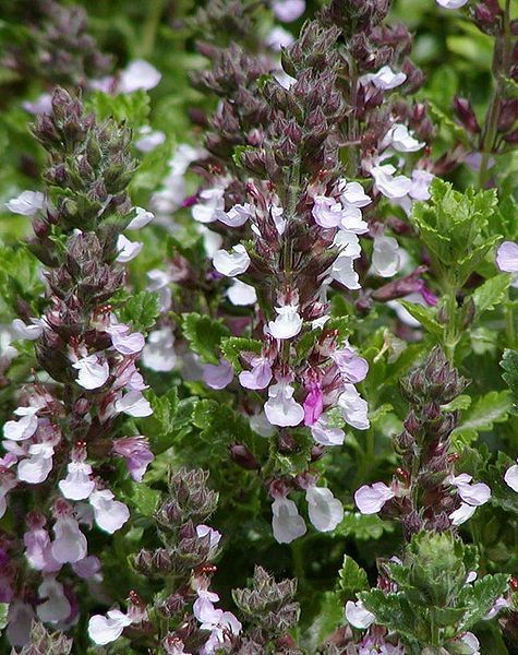 File:Teucrium chamaedrys Prostratum.jpg