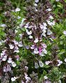 Teucrium chamaedrys 'Prostratum'