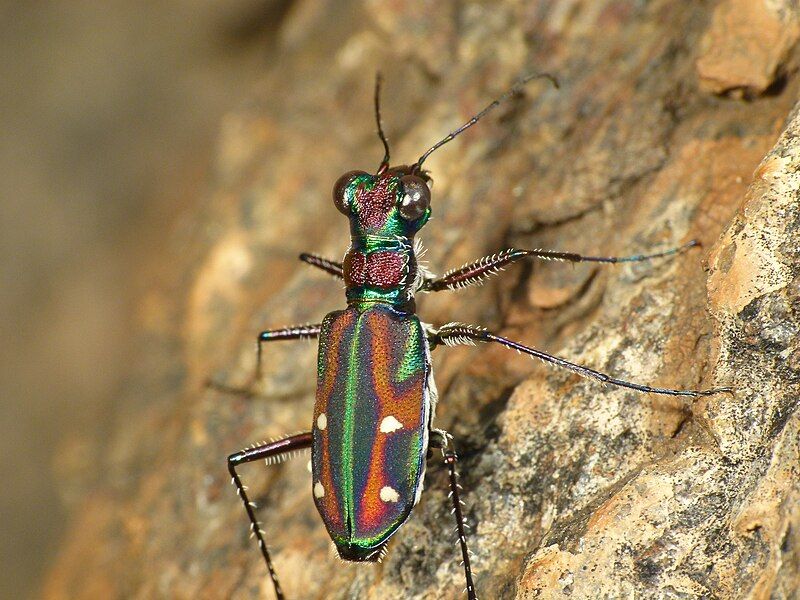 File:Tiger beetle1.jpg