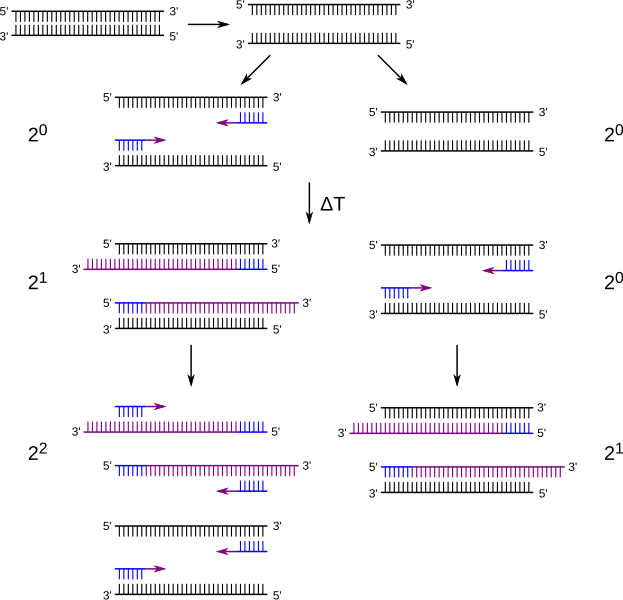 File:Touchdown PCR Scheme.svg