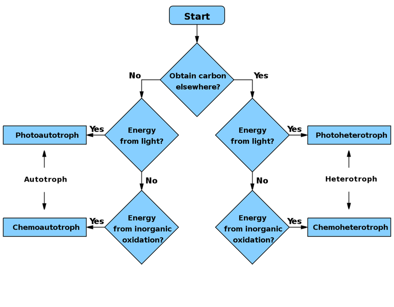 File:Troph flowchart.png