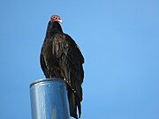 Turkey vulture