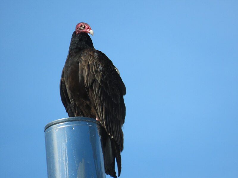 File:Turkey vulture, 2023-04-20.jpg