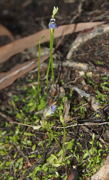 File:Utricularia caerulea plant.jpg