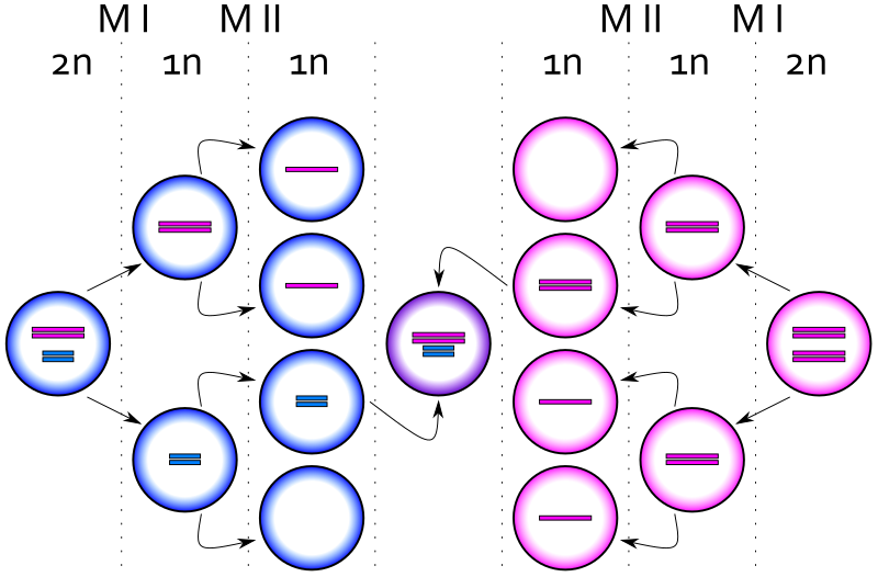 File:XXYY syndrome.svg