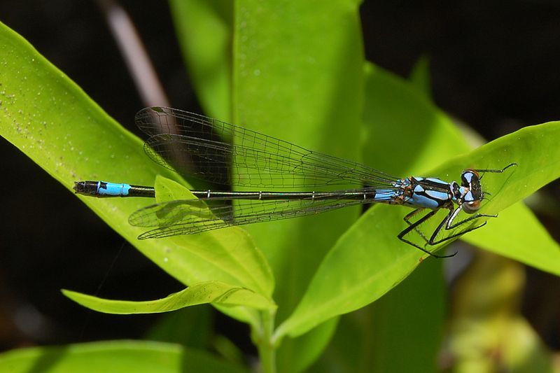 File:Zoniagrion exclamationis-Female-3.jpg