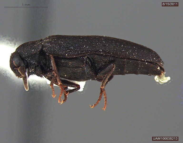 File:2011-08-15-UAM100038213-Pseudohadrotoma perversa-lateral(25x)b.jpg