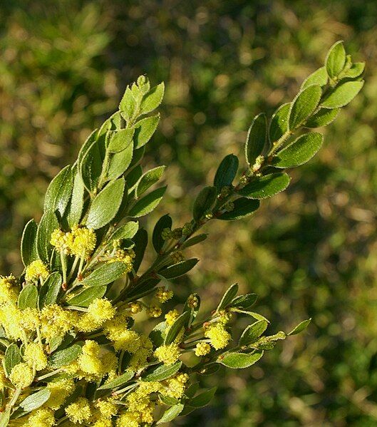 File:Acacia vestita.jpg