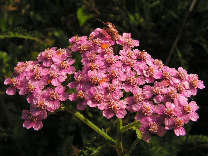 File:Achillea20090912 079.jpg