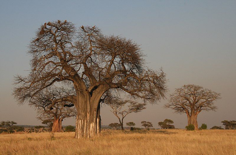 File:Adansonia digitata Baobab.JPG