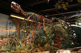 Albertosaurus skeleton mount in the "Prehistoric North Carolina" hall.