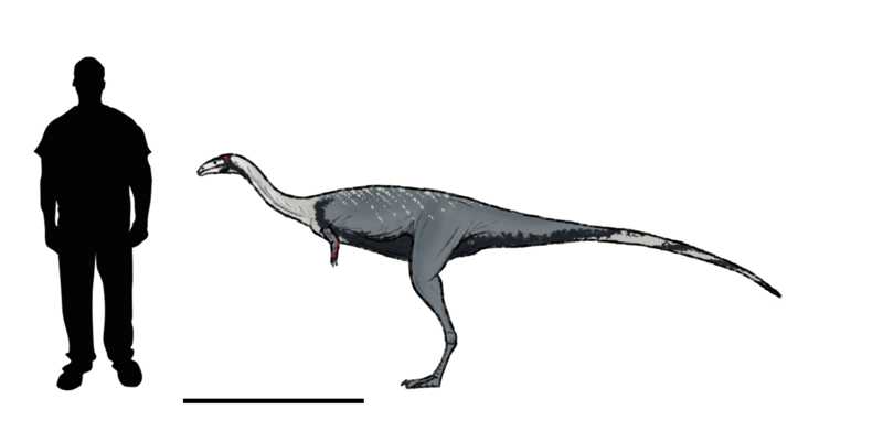 File:AngOrniSize.png