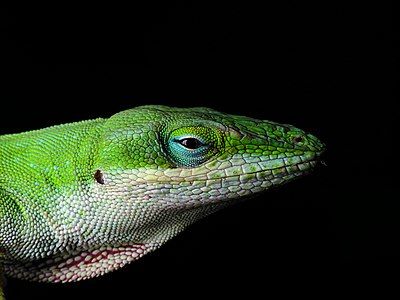 Anolis carolinensis, by Blaise Frazier