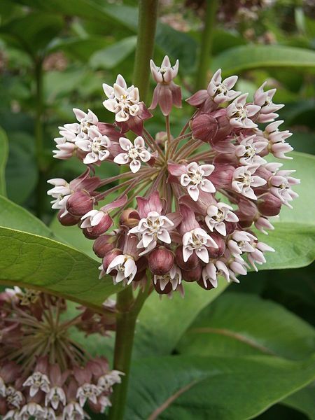 File:Asclepias syriaca03.jpg