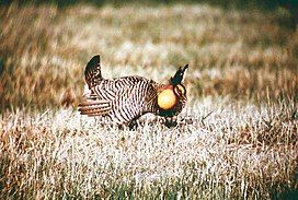 An Attwater's prairie chicken