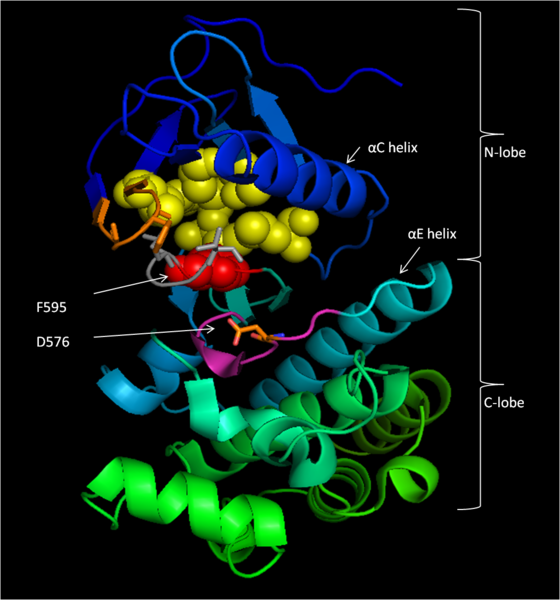 File:BRAF Kinase Inactive.png