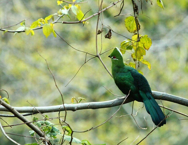 File:Black-billed Turaco.JPG