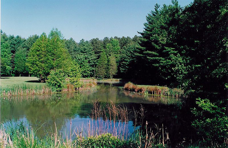 File:Blackbird pond.jpg