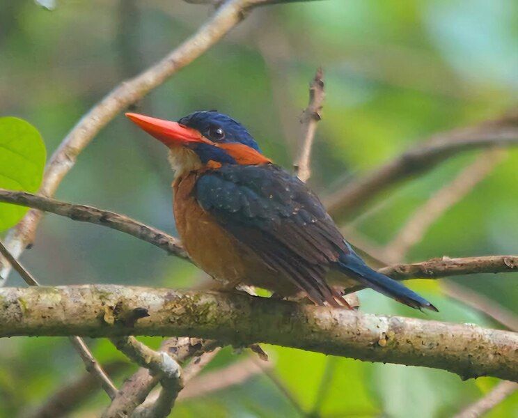 File:Blue-capped Kingfisher Male.jpg