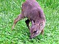 Blue duiker antelope