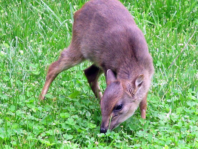 File:Blue Duiker 3.jpg