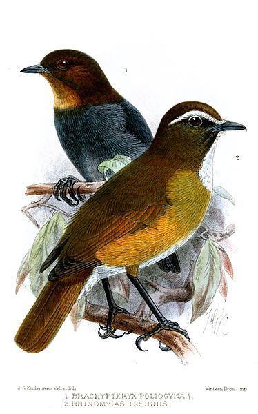 File:BrachypteryxRhinomyiasKeulemans.jpg