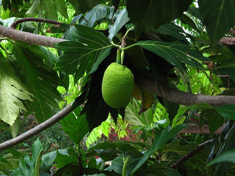 File:Bread fruit tree.jpg