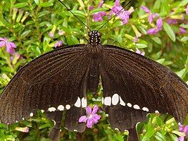 Tropical Butterfly shot at Bannerghatta Butterfly Park,Bangalore,India.