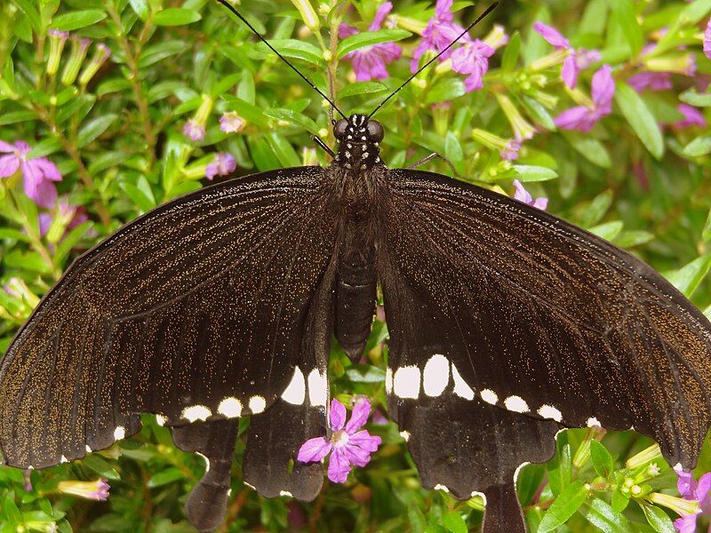 File:Butterfly2.JPG