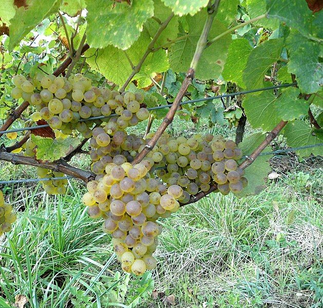 File:Cépage savagnin.JPG