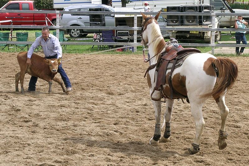 File:Calf roping.JPG