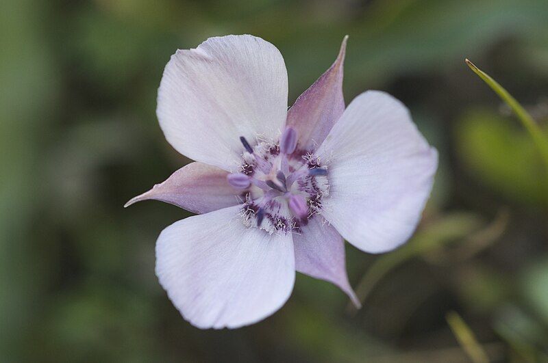 File:Calochortus umbellatus.jpg