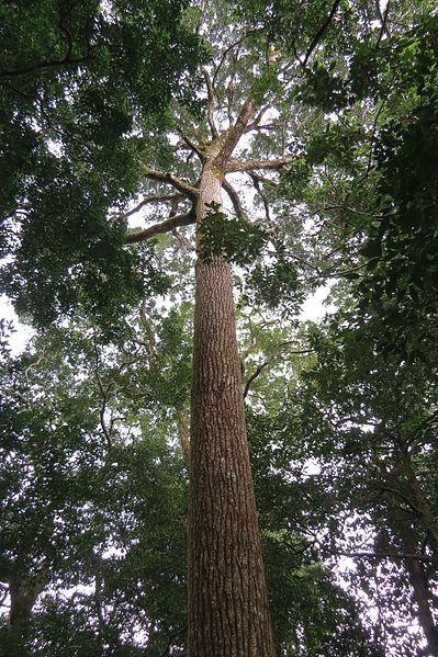 File:Calophyllum polyanthum.jpg