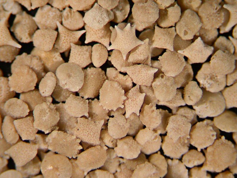 File:Cay sand.JPG