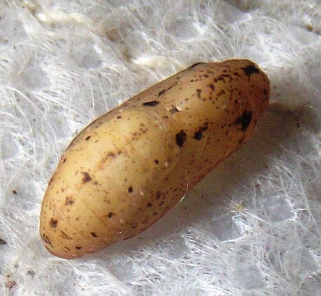 File:Cerulean pupa.jpg