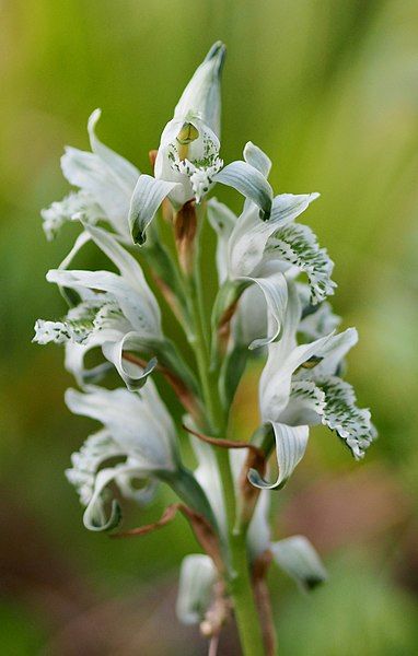 File:Chloraea-volkmanii-inflorescence.jpg