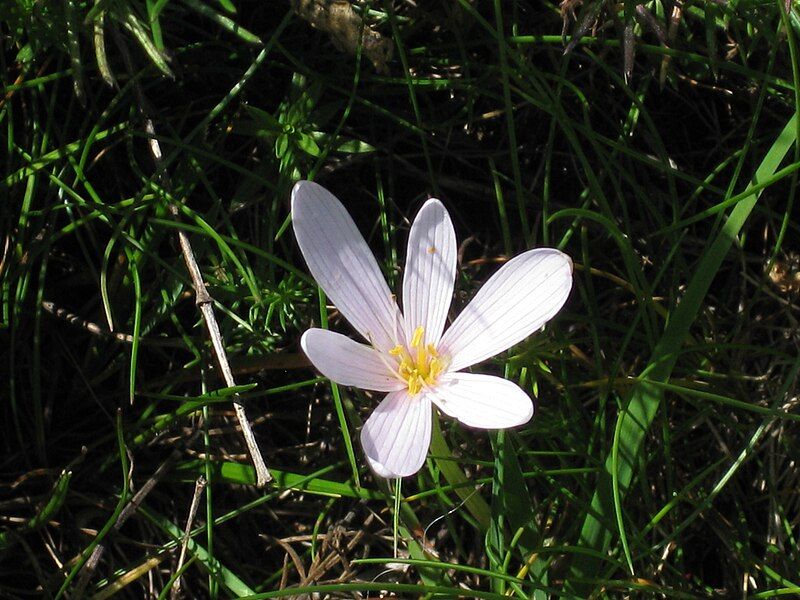 File:Colchicum alpinum5.jpg