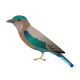 Indian Roller