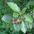 Fruit not yet ripe, a lighter colour than on some other individuals