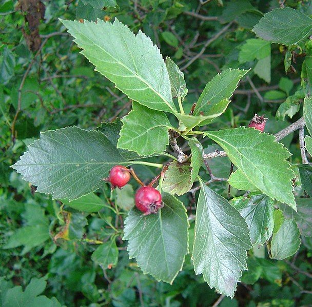 File:Crataegus-erythropoda-3.jpg